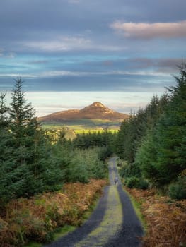 People walking on a country road leading to Sugarloaf Mountain between pine forest. Hiking in Wicklow Mountains, Ireland