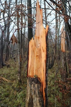 tree broken by a hurricane wind, the trunk is broken as if it were a match