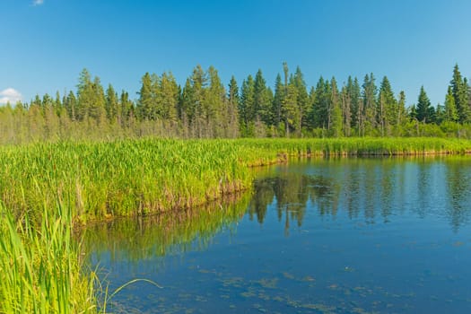 Green Vegetation on a Calm Marsh on Ominnick Marsh in Riding Mountain National Park in Manitoba