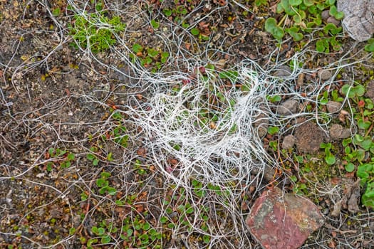 Svalbard Reindeer Hair on Arctic Tundra on Spitsbergen Island