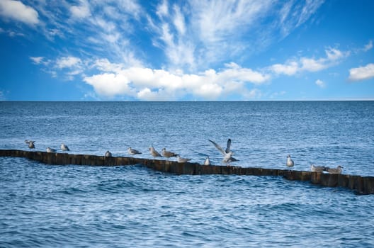 Seagulls on a groyne in the Baltic Sea. Waves and blue sky. Coast by the sea. Animal photo