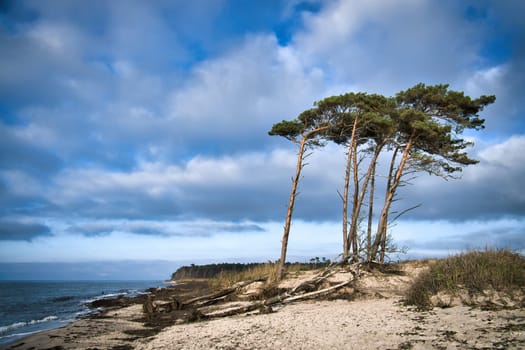 West beach on the Baltic Sea. From the wind, leaning pine trees at the beach crossing in the dunes. View of the sea. Landscape photo of the coast