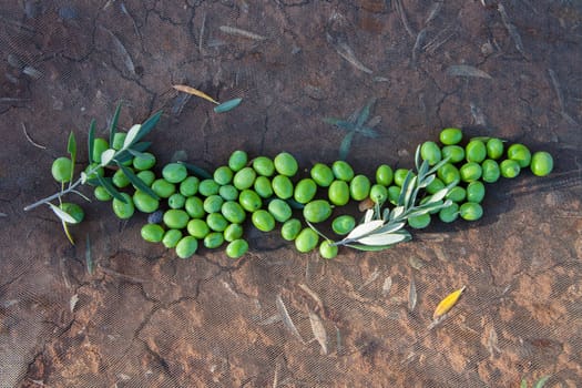 Green olives over collection net. Table olives harvest season scene