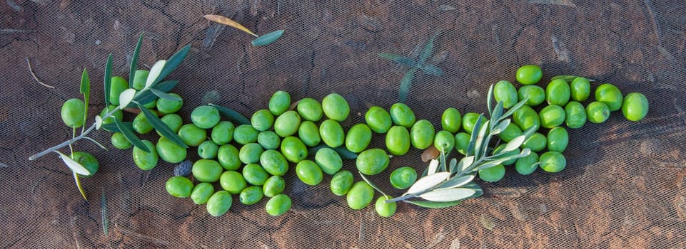 Green olives over collection net. Table olives harvest season scene