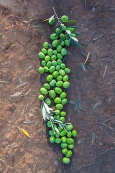 Green olives over collection net. Table olives harvest season scene