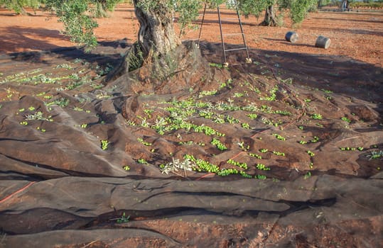 Olive tree surrounded by the collection net. Table olives harvest season scene