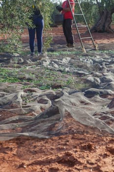 Green olives collection net. Couple of laborers picking olives in the background