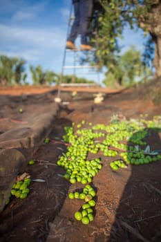 Olives collection net. Laborer picking olives on the ladder in the background