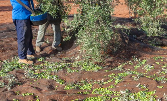 Green olives collection net. Two laborers picking olives in the background