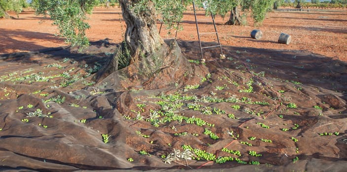 Olive tree surrounded by the collection net. Table olives harvest season scene