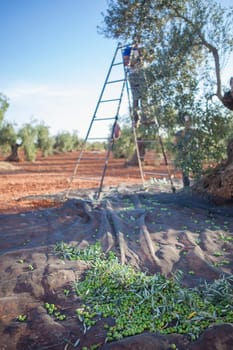 Olives collection net. Laborer picking olives on the ladder in the background