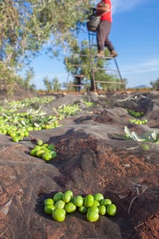 Olives collection net. Laborer picking olives on the ladder in the background