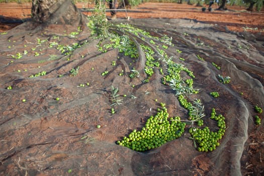 Olive tree surrounded by the collection net. Table olives harvest season scene
