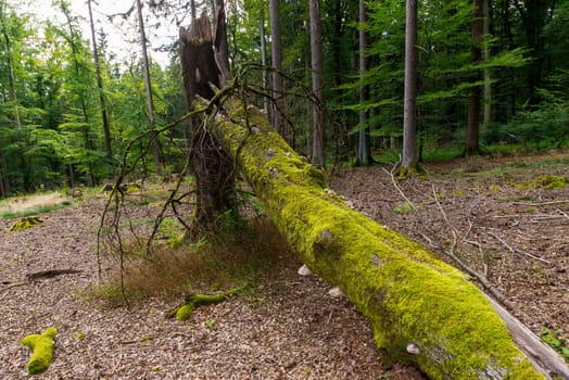 In the forest - pure nature - a landscape shot