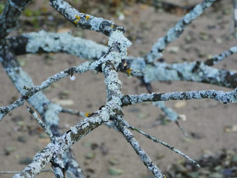 tree branches covered with gray lichen look like a giant spider web, abstract natural background