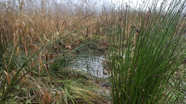 large drops of rain on green stems, after rain or fog, autumn rainy landscape