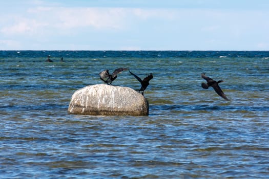 Cormorant birds ( Phalacrocoracidae ) sitting on a large stone on the Baltic Sea coast on the island of Poel near Timmendorf, Germany