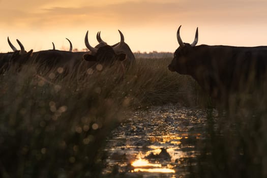 Group of bulls in the sun of Camargue, France