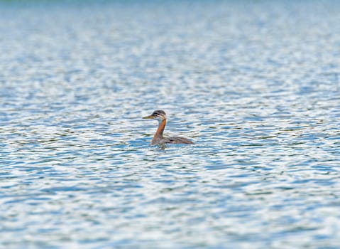 Red Necked Grebe in a North Woods Pond in Turtle Mountain Provincial Park in Manitoba