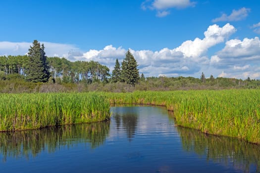 Quiet Channel in North Woods Marsh in Riding Mountain National Park in Manitoba