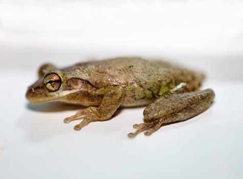 Photograph of a Cuban tree frog.