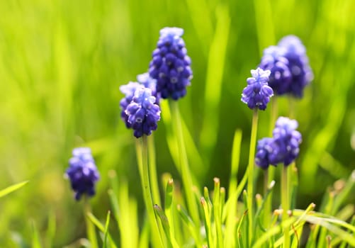 The beautiful flowers of a grape hyacinth.