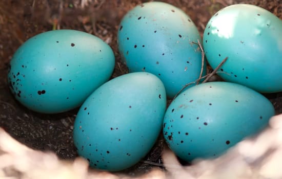 Five blue eggs of a song thrush lie in a bird's nest.