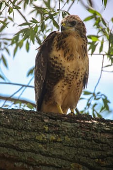 Portrait of a young buzzard sitting on a branch.
