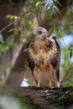 Portrait of a young buzzard sitting on a branch.