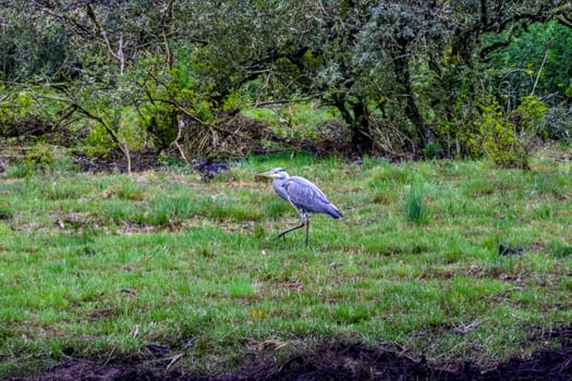 A grey heron strides across a meadow.
