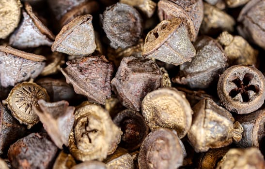 Many empty seed coats, fruit shells.