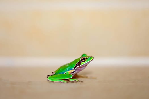 Photo of a green frog.