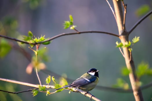 A great tit in the branches of a shrub.