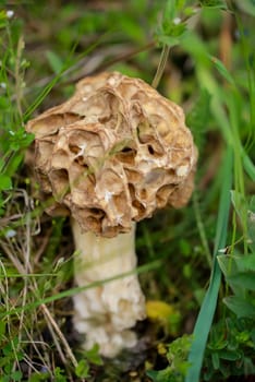 Details of a morel. Morels are mushrooms.
