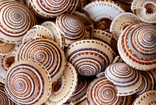 A wallpaper or a texture with sea shells, sea snails. Beautiful shellfish.