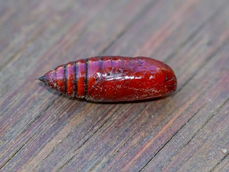 The reddish-brown pupa of a butterfly