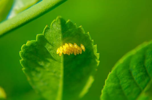 Many yellow eggs of butterflies or other insects are attached to the underside of a leaf.