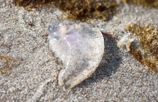 A stranded jellyfish, or even the remains of a Portuguese galley.