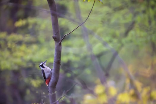 A great spotted woodpecker searches for food in the undergrowth.