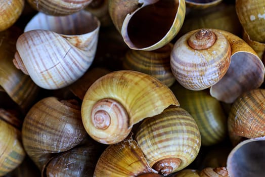 A wallpaper or a texture with sea shells, sea snails. Beautiful shellfish.