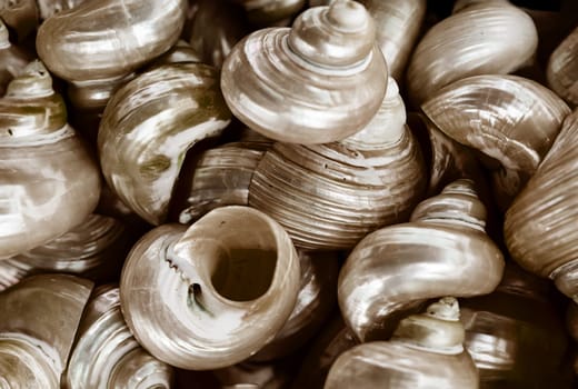 A wallpaper or a texture with sea shells, sea snails. Beautiful shellfish.