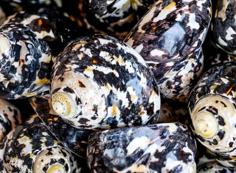 A wallpaper or a texture with sea shells, sea snails. Beautiful shellfish.