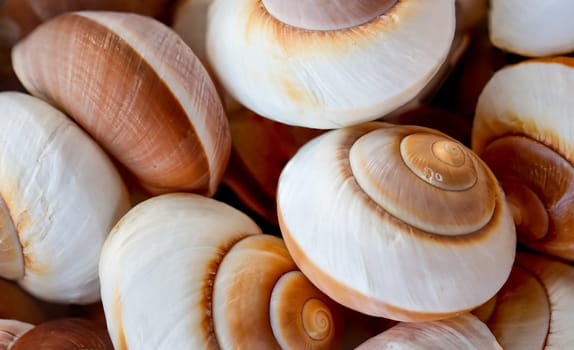 A wallpaper or a texture with sea shells, sea snails. Beautiful shellfish.