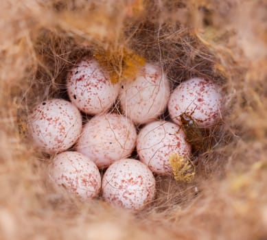The eggs, bird's eggs, of a blue tit or a great tit.
