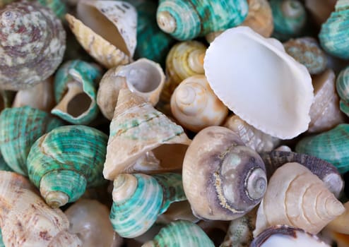 A wallpaper or a texture with sea shells, sea snails. Beautiful shellfish.