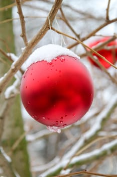 A bright red ball covered in snow on an outdoor tree at Christmas time.