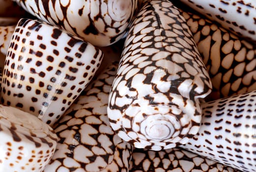 A wallpaper or a texture with sea shells, sea snails. Beautiful shellfish.