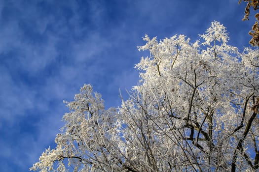 Trees covered in hoarfrost in a cold winter landscape.