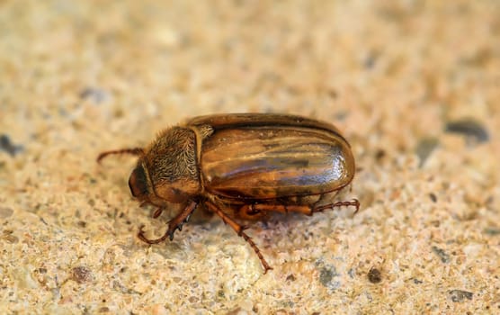 A June bug on a stone.