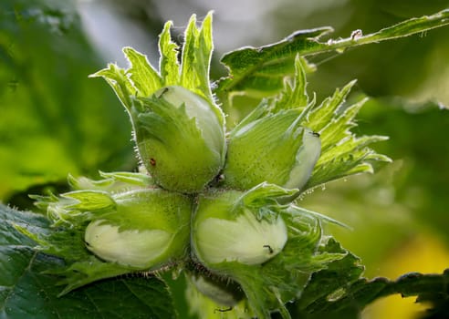 Four still unripe hazelnuts on the hazel bush.